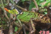 鸡西云南南滚河保护区首次发现红唇棘蜥