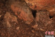 鸡西江西发现蜘蛛新物种 为研究呵叻蛛属适应区域提供依据