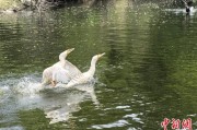 鸡西吉林：罕见白鸬鹚连续两年“故地重游”