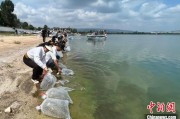 鸡西云南江川举行增殖放流活动 逾54万尾鱼游入星云湖